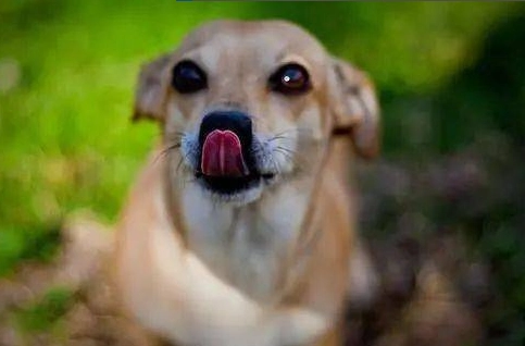狗狗伸舌頭