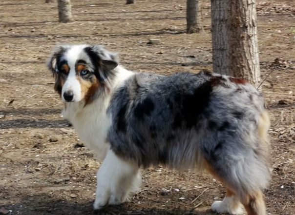 迷你澳大利亞牧羊犬大小 迷你澳大利亞牧羊犬大小