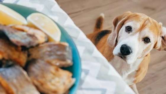 狗狗吃魚好處 狗狗吃魚好處