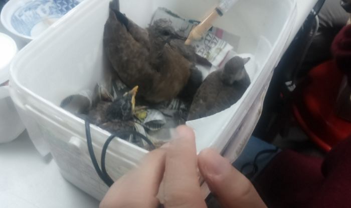 幼鳥救援方法