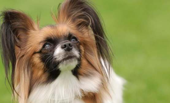 蝴蝶犬聰明程度 蝴蝶犬聰明程度