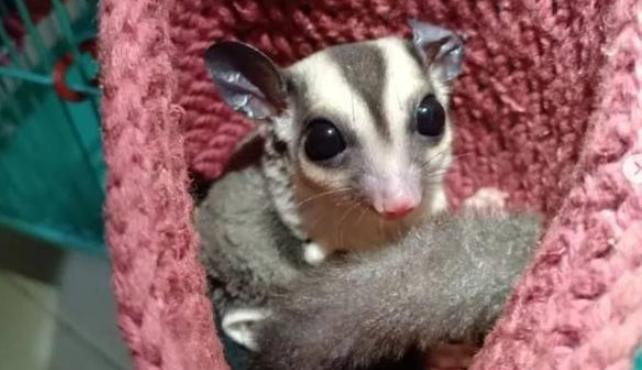 蜜袋鼯安全食物 蜜袋鼯安全食物