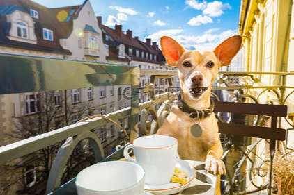 狗狗咖啡渣中毒 狗狗咖啡渣中毒