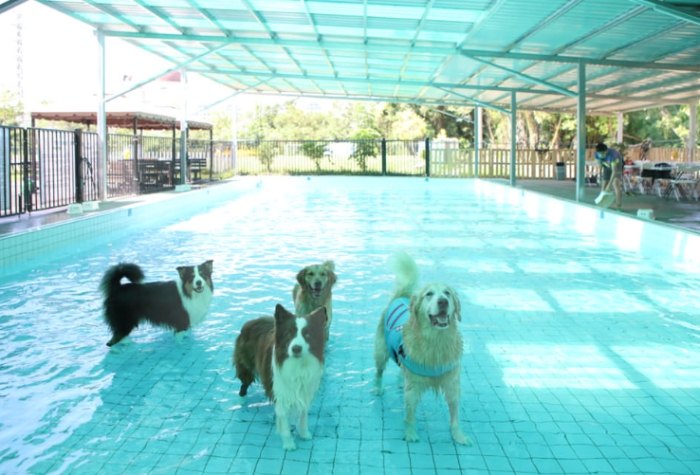 寵物游泳池桃園