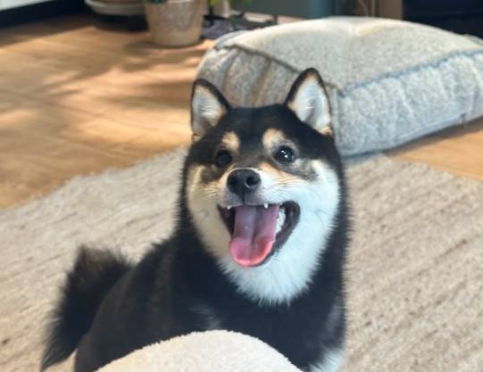 黑柴犬價格 黑柴犬價格