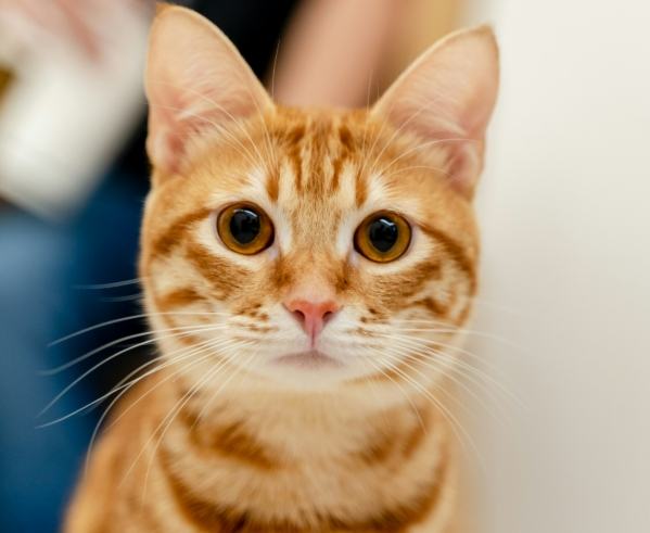 木瓜對貓咪的好處 木瓜對貓咪的好處