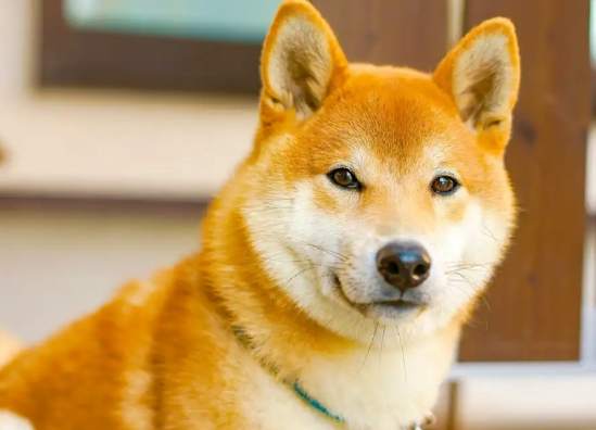 柴犬遛狗次數 柴犬遛狗次數