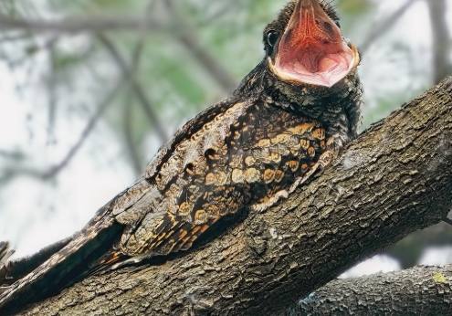 旗翅夜鷹保育 旗翅夜鷹保育