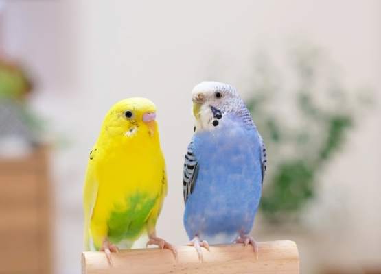 鸟类冬眠真相 鸟类冬眠真相