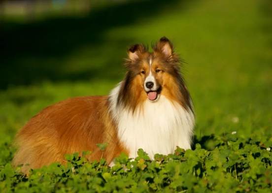 喜樂蒂訓練方法 喜樂蒂訓練方法