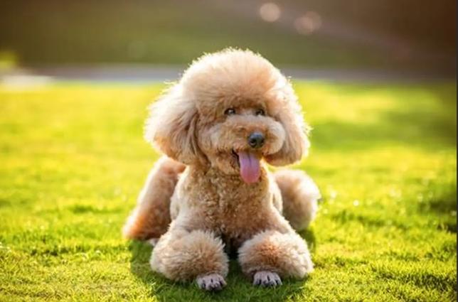 泰迪犬護理 泰迪犬護理