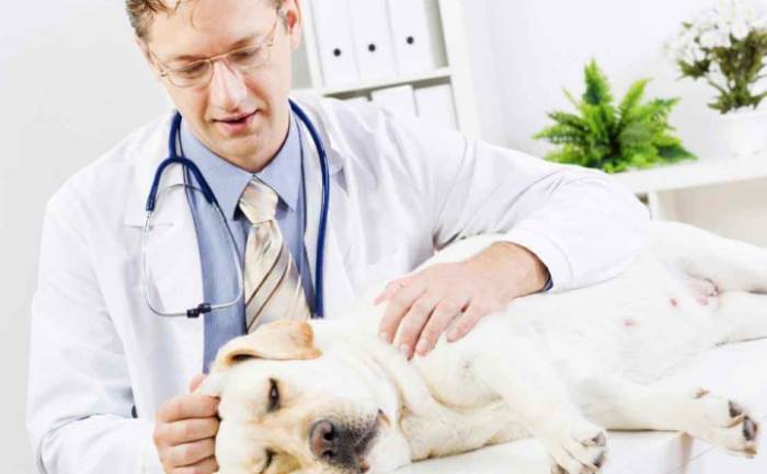 狗肺腫瘤壽命全指南：症狀、治療與生存期關鍵解析