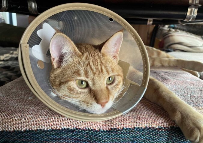 貓結紮頭套戴多久