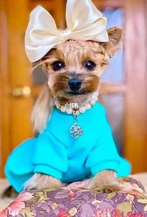 永不長大的狗 永不長大的狗