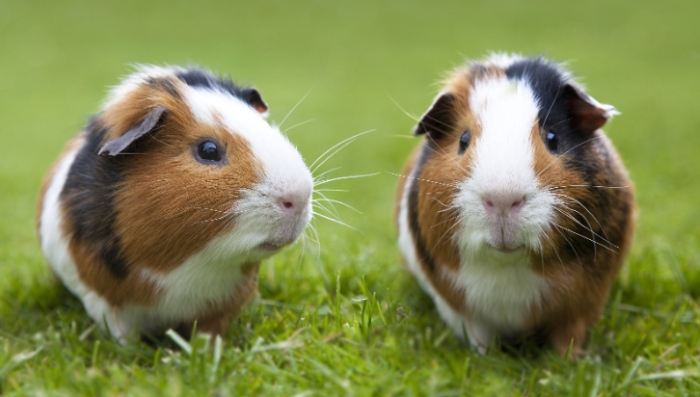 天竺鼠体重标准 天竺鼠体重标准