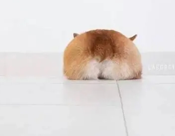 柯基斷尾 柯基斷尾