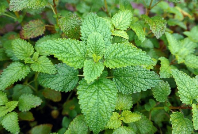 檸檬香蜂草狗完整指南：天然護理好處、使用教學與常見問題