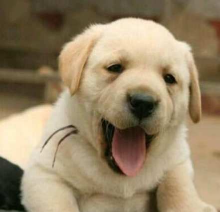 狗狗受傷自癒 狗狗受傷自癒