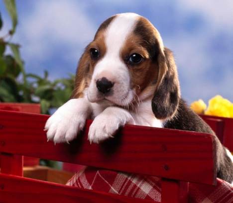 狗狗心臟病分期 狗狗心臟病分期