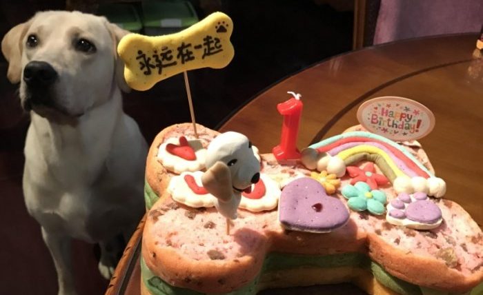 狗狗可以吃抹茶蛋糕嗎