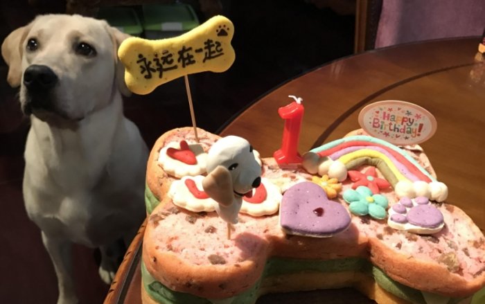 抹茶蛋糕對狗的影響 抹茶蛋糕對狗的影響