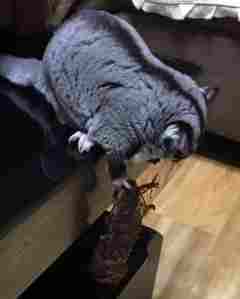 蜜袋鼯飼養指南 蜜袋鼯飼養指南