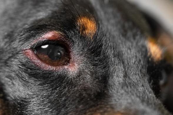 狗狗眼睛紅血絲