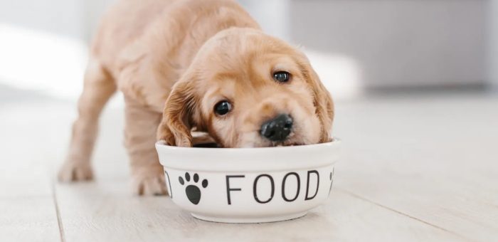 幼犬吃完飯多久大便