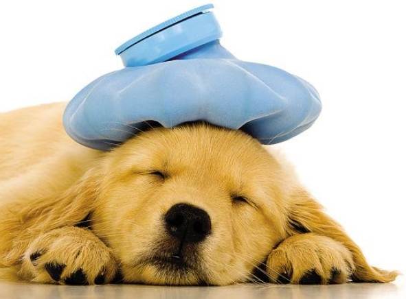 狗便血怎麼辦 狗便血怎麼辦