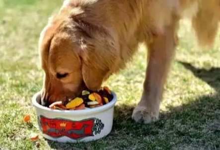 狗狗飲食安全 狗狗飲食安全