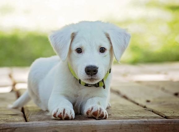 狗狗能吃菜心嗎