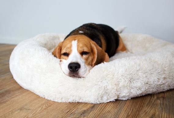 狗狗睡覺換位置原因 狗狗睡覺換位置原因