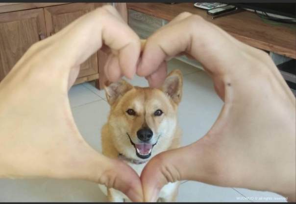 寵物情感溝通 寵物情感溝通