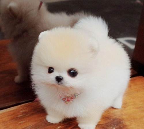 马来西亚茶杯犬多少钱