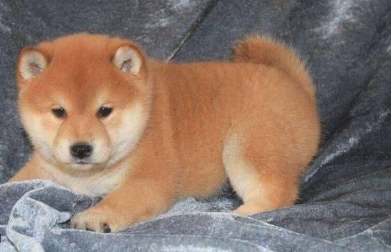 台灣柴犬領養 台灣柴犬領養