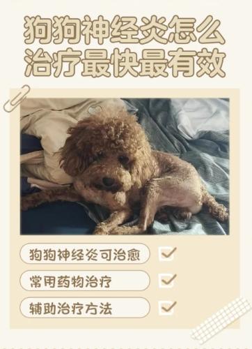 狗神經科學 狗神經科學