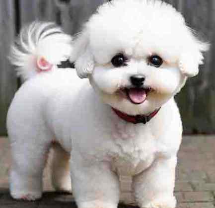 適合新手的小型犬 適合新手的小型犬