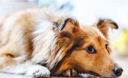 寵物犬食物安全 寵物犬食物安全