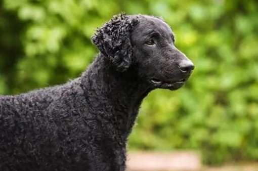 捲毛尋回犬健康