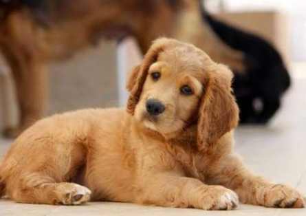 狗狗睡眠不足症狀 狗狗睡眠不足症狀