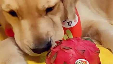 火龍果狗狗安全 火龍果狗狗安全