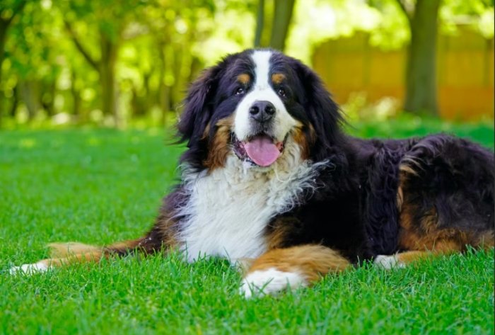 巨型犬品種 巨型犬品種