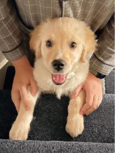 狗狗絕育後護理