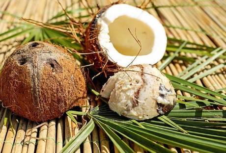 椰果對狗有害嗎 椰果對狗有害嗎