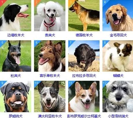 犬類智商排名