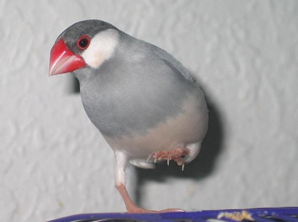 銀文鳥飼養 銀文鳥飼養