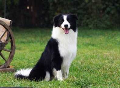 澳牧聰明度 澳牧聰明度