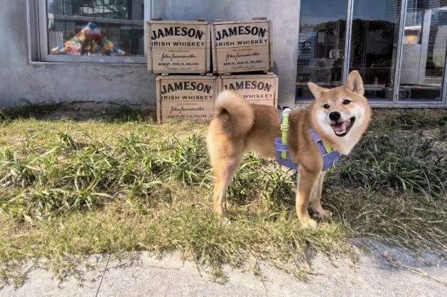 柴犬照顧 柴犬照顧