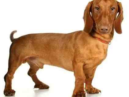 犬種分類 犬種分類