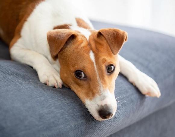 牛肉對狗狗的營養 牛肉對狗狗的營養